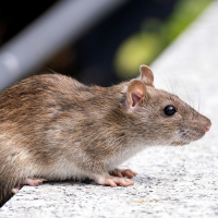 Rat Control